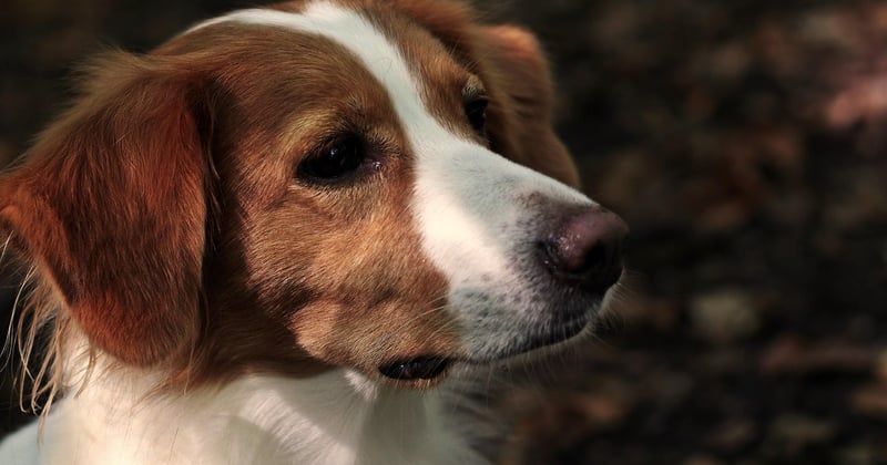 Kooikerhondje: Der charmante Holländer im Porträt